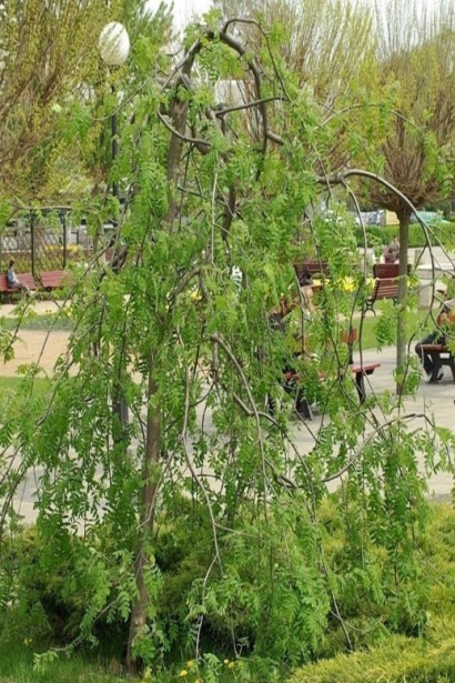 Горобина звичайна плакуча – декоративне дерево для алеї